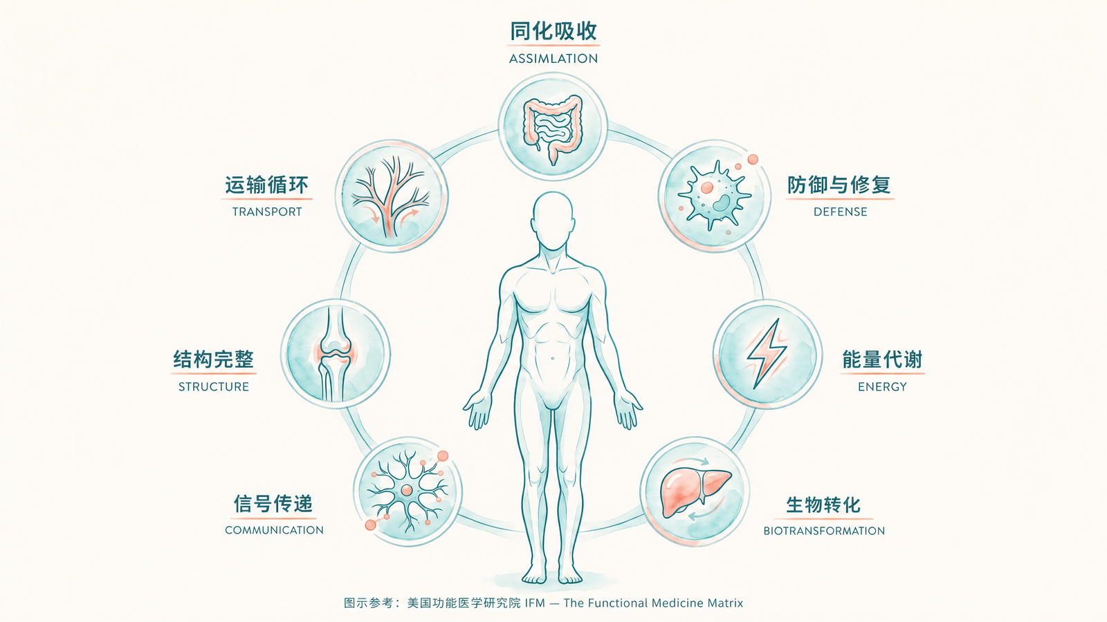 七大系统矩阵图（中文版）：同化吸收、防御与修复、能量代谢、生物转化、信号传递、结构完整、运输循环 —— 人体核心生理系统的相互关联