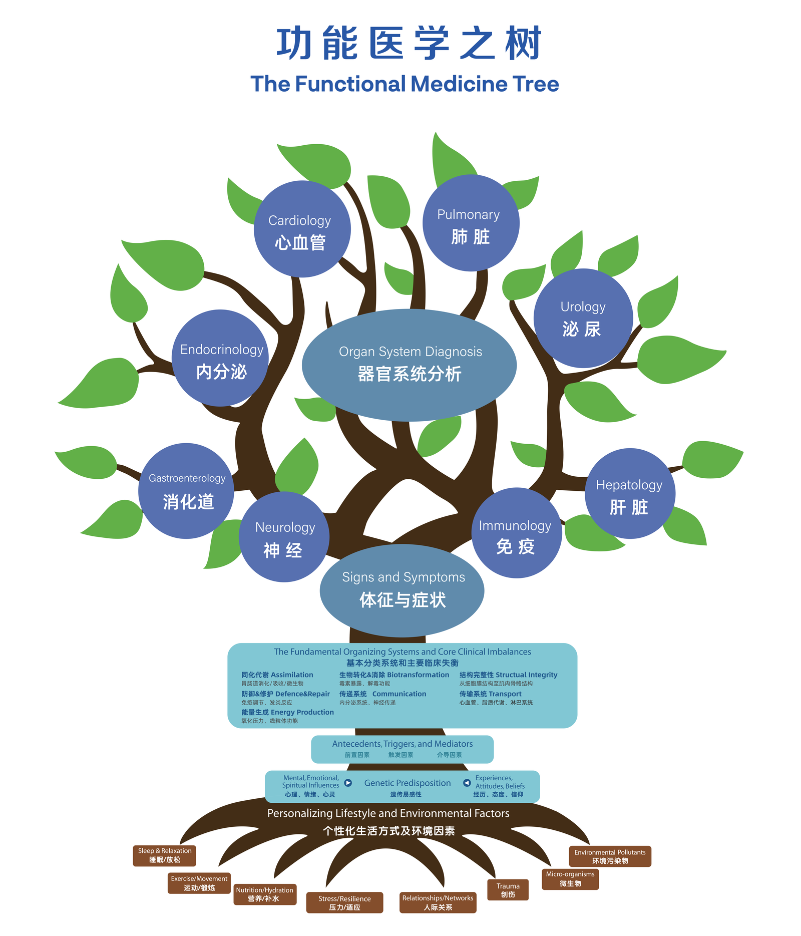 功能医学之树 The Functional Medicine Tree —— 从体征与症状追溯到根本原因